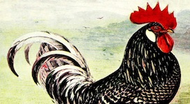coq4